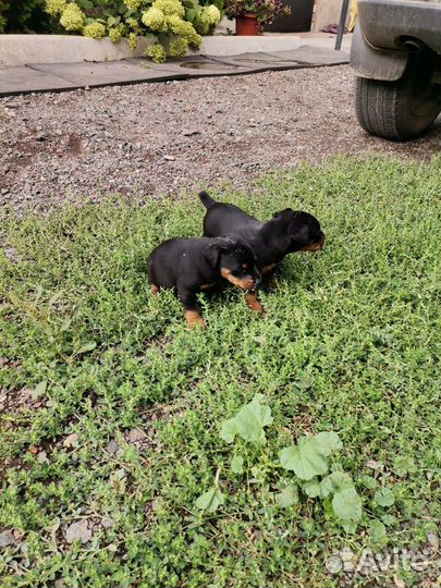 Щенки ягдтерьер