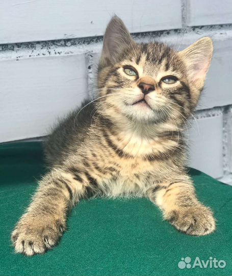 Кошечка -рысёнок