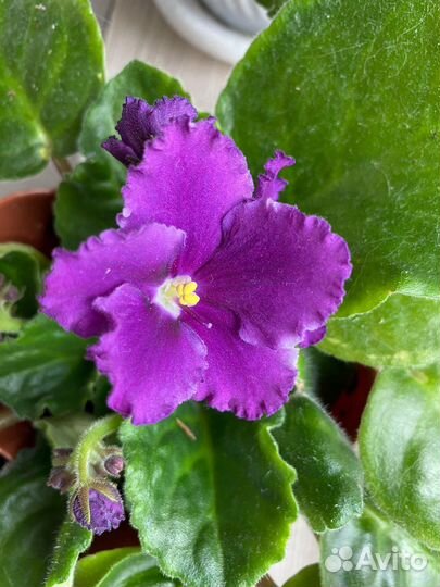 Сортовые фиалки