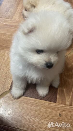 Щенки шпица