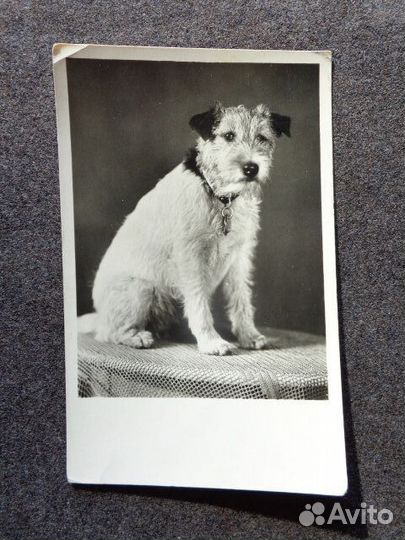 Романтичные открытки 1920-1930 г. (Германия)