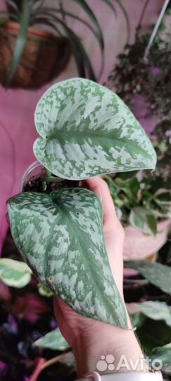 Эпипремнумы сортовые I