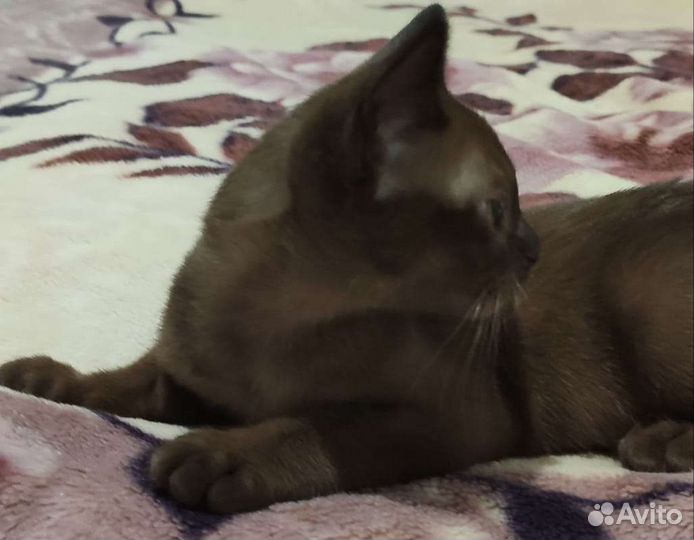 Бурманские котята
