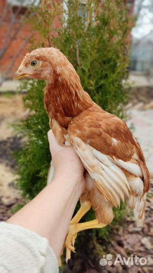 Курочки подращенные, яичные