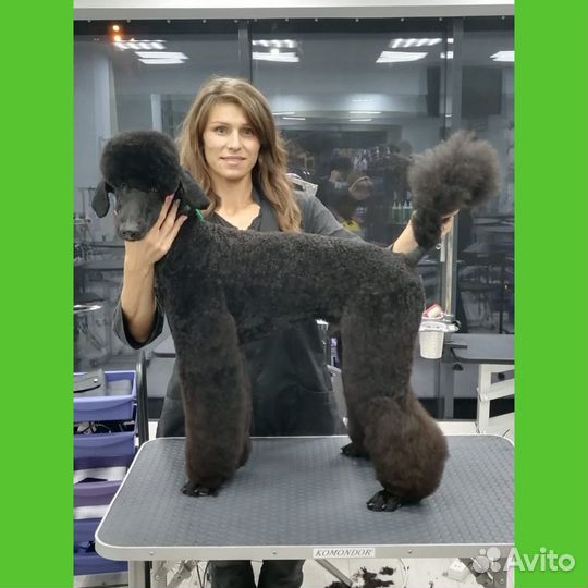 Стрижка собак и кошек Брянск,Карачев