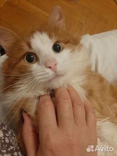 Сверхласковый рыжий пушистый кот 1 год