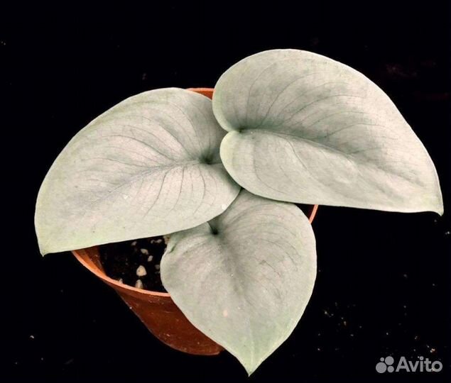 Сциндапсус Платинум Platinum )