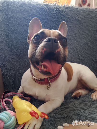 Французский бульдог