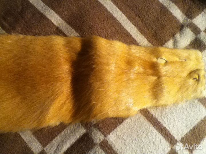 Шкурка золотистой нутрии
