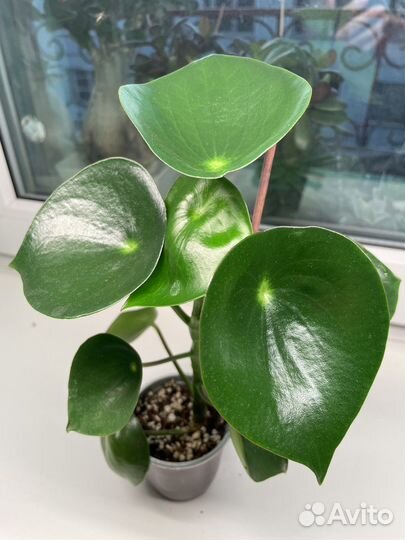 Комнатные растения