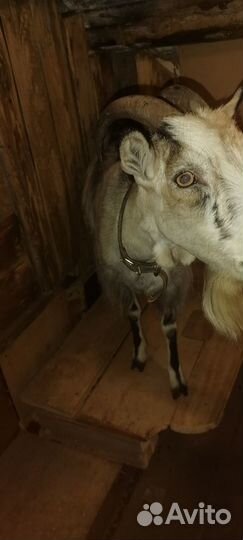 Коза дойная