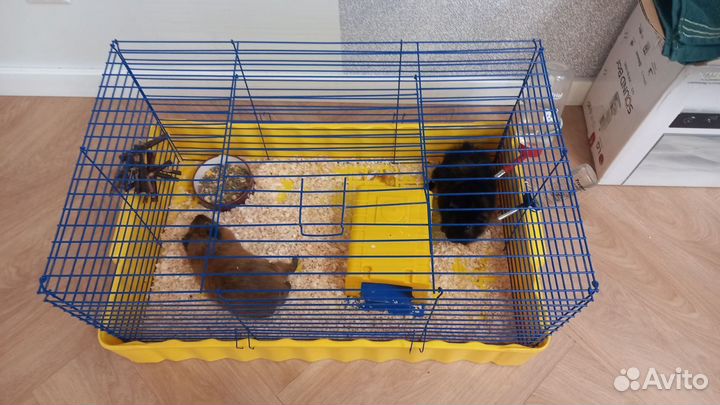 Морские свинки с клеткой