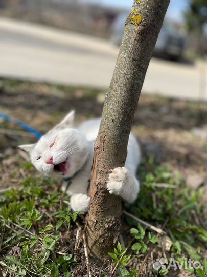 Кошке Мусе нужен дом, ей тяжело жить в клетке