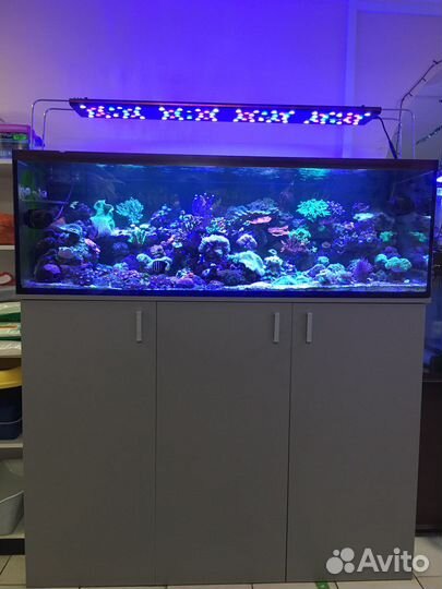 Морские аквариумы