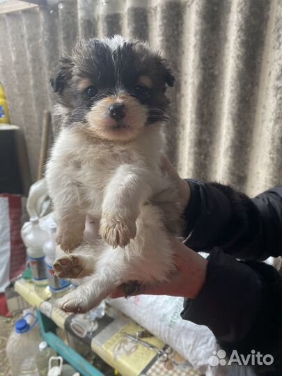 Щенок девочка