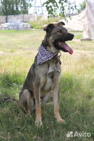 Собака в добрые руки, Тэдди