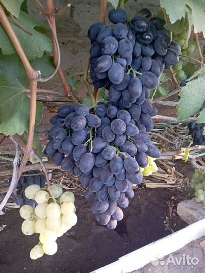 Саженцы винограда