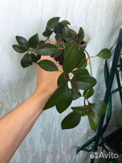 Нематантус