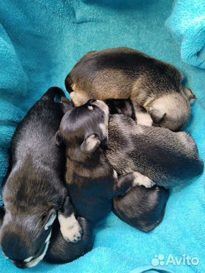 Детки большой любви