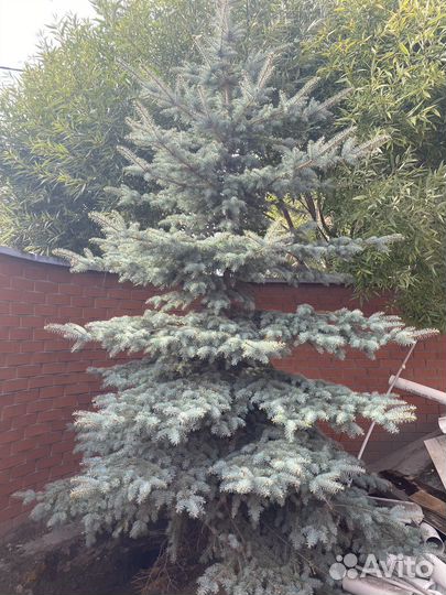 Ель голубая 2 штуки