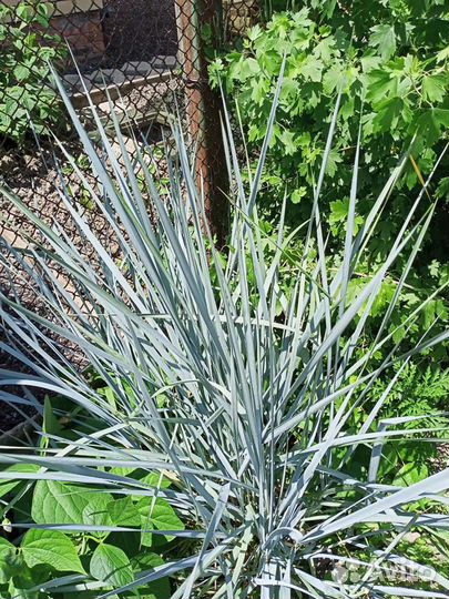 Садовые многолетники