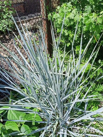 Садовые многолетники