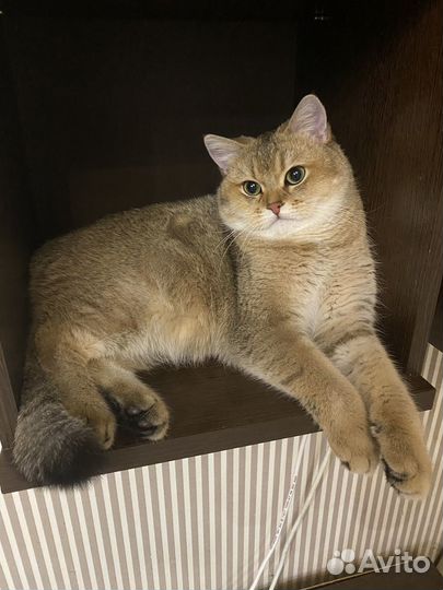 Вязка Британская золотая шиншилла (кот)