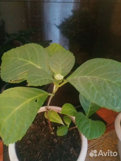 Саженцы и взрослые растения гортензии комнатной