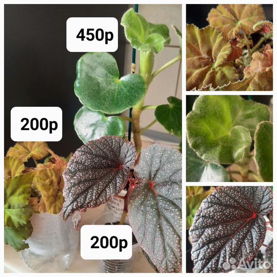 Растения разные