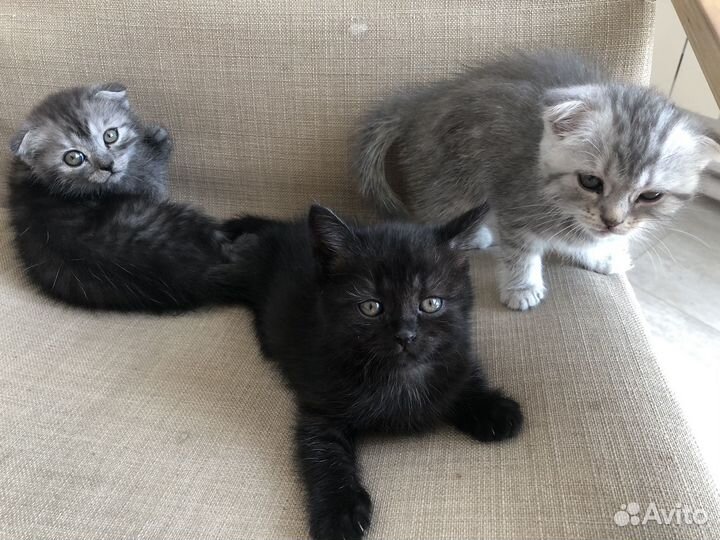 Шотландский вислоухий котенок