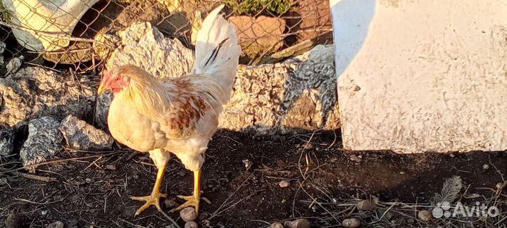 Молодые петухи