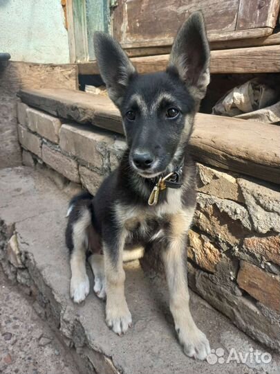 Щенки бесплатно