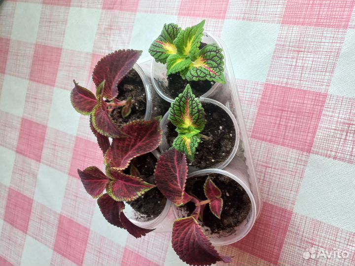 Комнатные растения