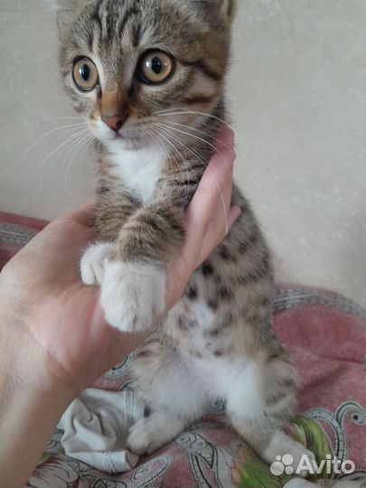 Котенок в дар бесплатно
