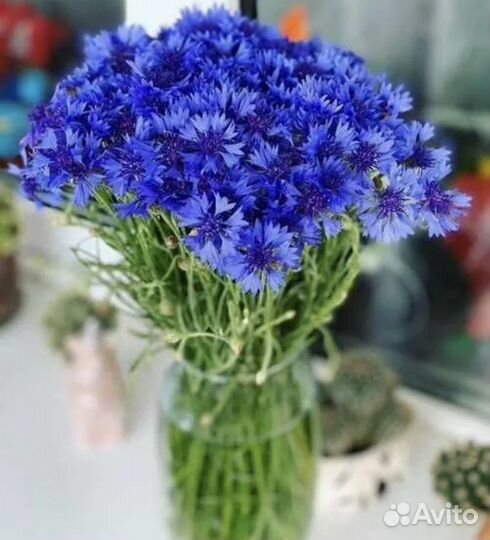 Васильки цветы букет