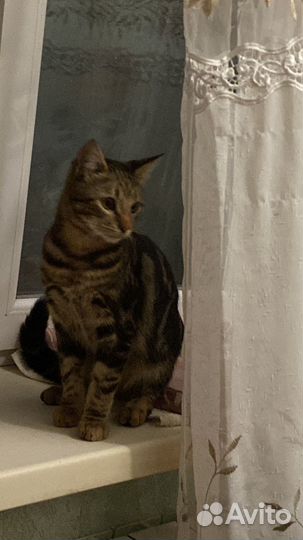 Котики в добрые руки
