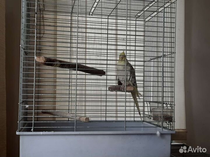 Попугай корелла ручной с клеткой