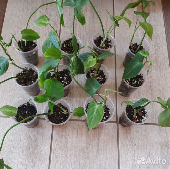 Филодендрон compospartanum