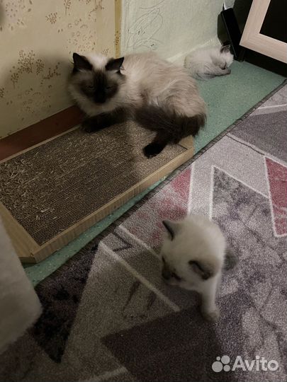 Отдам котят в добрые руки