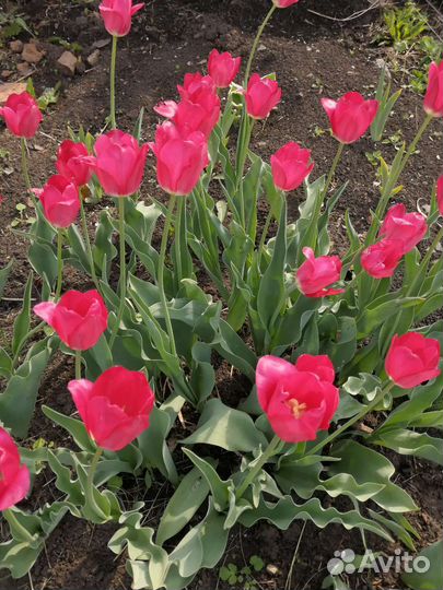 Луковицы тюльпанов