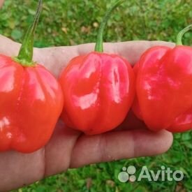 Тринедат скорпион, хабанэра, нага вайпер и т.п