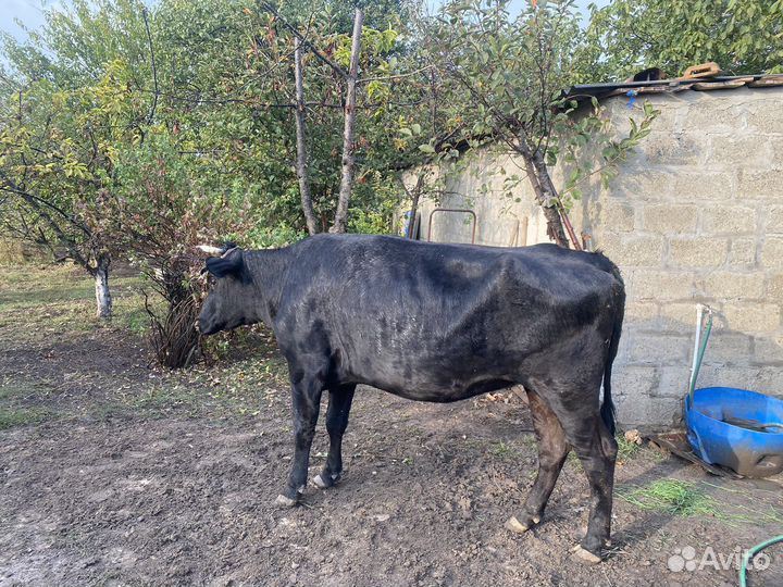 Стельные телки