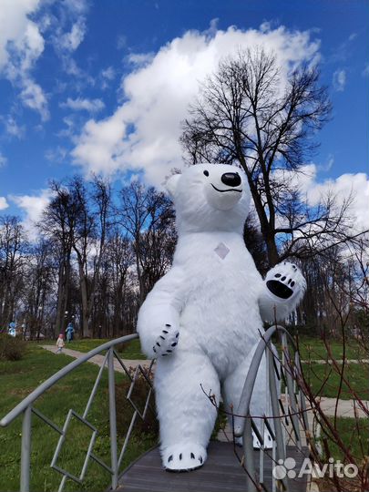 Поздравление от Белого Мишки и Панды (2.6 м.)