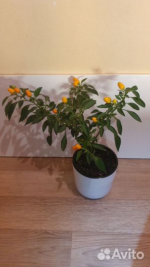 Паслен оранжевый семена