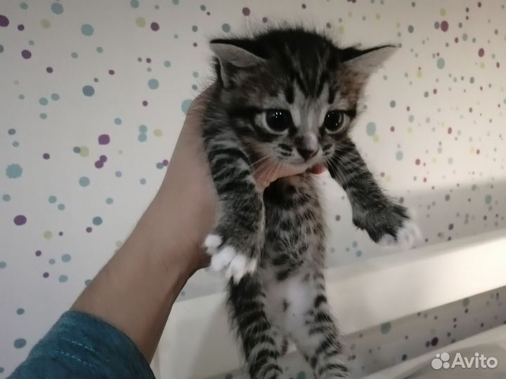 Отдам котят