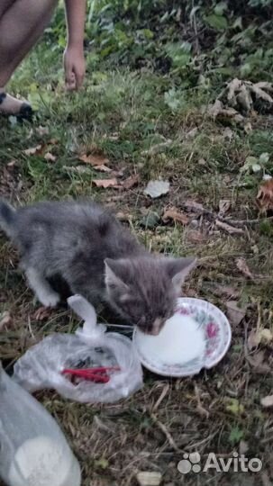 Котёнок серый бесплатно