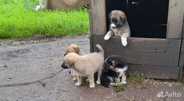 Собака в добрые руки отдам бесплатно