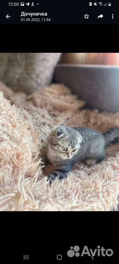 Шотландский для вязки