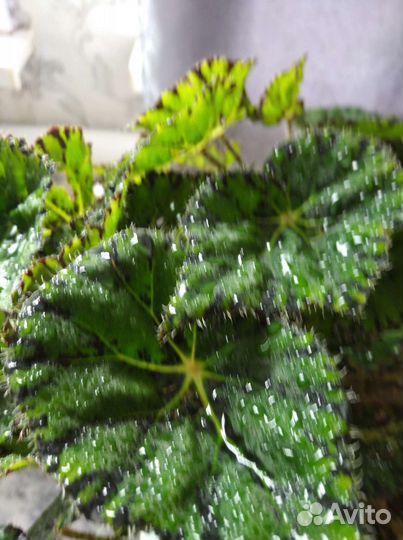 Замиокулькас