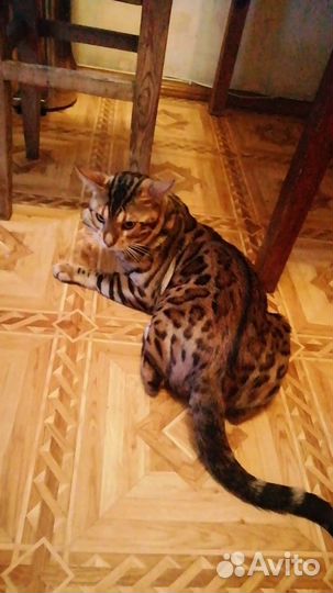 Бенгальский котик приглашает дам для вязки